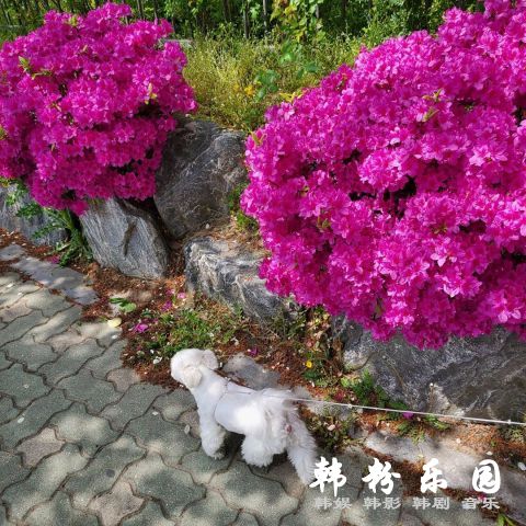 两个礼拜三度受害　利特 Instagram 再度被人试图盗用